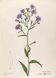 Aster Laevis L Especially New England By Helen Sharp Aster Flower Tattoos Aster Tattoo Birth Flower Tattoos