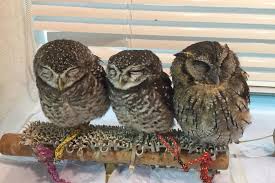 Ribuan sumber daya vektor burung hantu baru ditambahkan setiap hari. Owls At Ikefukuro Cafe Tokyo Japan Travel