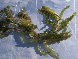 Image result for Potamogeton crispus