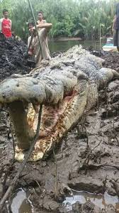 Simalugun may be dead but his legend lives on among the batang lupar riverine communities. Kalimantan Keturunan Bujang Senang Kamek Miak Sarawak Facebook