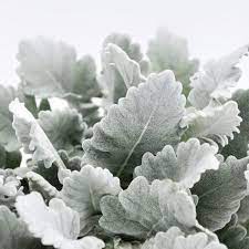 Dusty Miller Flat Leaf Grey Dusty Miller Dusty Miller Greenery Wedding Flowers