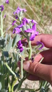 Image result for Blotiella sinuata
