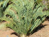 Image result for Encephalartos umbeluziensis