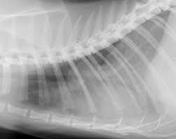 Pneumothorax is an abnormal medical condition characterized by the accumulation of air in the pneumothorax can also lead to a gradual or progressive oxygen shortage and low blood pressure. Rontgenuntersuchung Kleintierspezialisten