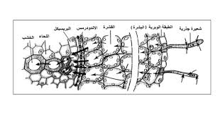طرق مرور الماء الممتص عبر خلايا الجذر حتى يصل إلى الأوعية الخشبية مدونة أحمد النادى لأحياء الثانوية العامة