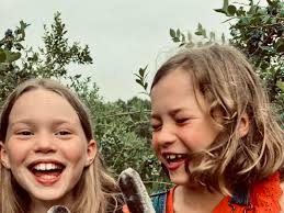 Our crew will be here for blueberry picking Sunday from 8-10am. Same  discount as today applies. $20/gallon. We also have really good farm fresh  popsicles $2 each.