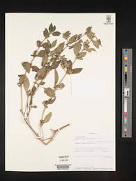 Image result for Dyschoriste multicaulis