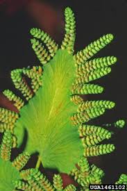 Image result for Lygodium microphyllum