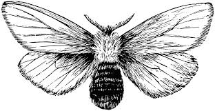 Free for commercial use no attribution required high quality images. Brown Tail Moth Clipart Etc