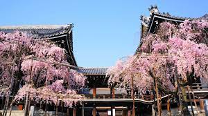 仏光寺 しだれ桜 満開 佛光寺 しだれ桜 京都の街中の見事な一対の桜 風景 京都 しだれ桜