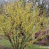 Der grüne zweig ist mit kleinen roten beeren gespickt. Https Encrypted Tbn0 Gstatic Com Images Q Tbn And9gcs0le4ymeoipuplft8x2tzrcfb Jw3zha4v6mva Y9fx6naial4 Usqp Cau