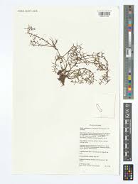 Image result for Wiesneria