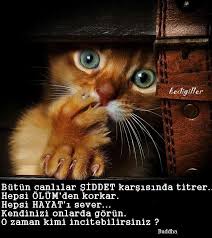 Fatos Cinar Adli Kullanicinin Sozler Panosundaki Pin Komik Hayvanlar Hayvanlar Kedi