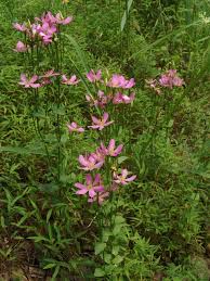 Image result for Chironia flexuosa