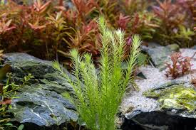 Image result for Mayacaceae