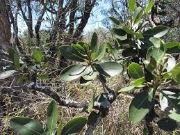 Image result for Searsia gueinzii