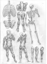 We did not find results for: Artstation Human Anatomy Anastasia Korol
