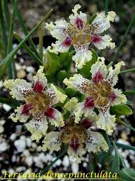 Image result for Ferraria