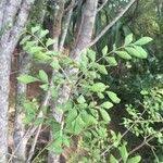 Image result for Ptaeroxylon obliquum