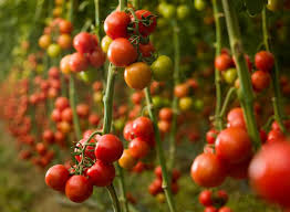 Tomato plant requires more water at the time of fruiting. Growing Tomatoes Planting Growing And Harvesting Tomatoes The Old Farmer S Almanac