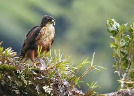 Lain lagi dengan burung elang, burung ini seringkali menjadi simbol sebuah kekuatan dan perlindungan. Jenis Elang Jawa Ciri Ciri Habitat Gambar Wallpaper Alihamdan Id