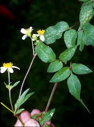 Image result for Bidens pilosa