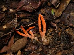 Image result for Pseudocolus schellenbergiae