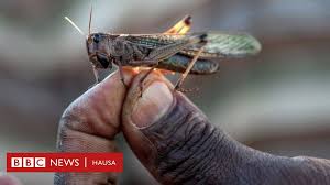 Ba kasafai 'yan afirka ke samun karbuwa da damar yin aiki a hong kong ba saboda yadda 'yan kasar ke kyamar bakake, amma wani ya yi sa'a har wata fara ta ganshi ta ce tana so. Yadda Ake Shagali Da Kwari A Wasu Kasashe Bbc News Hausa