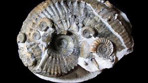 Genuine ammonite fossils for sale. The Story Behind 65 Million Year Old Ammonite Fossils Catawiki