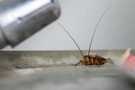 At bills pest control, our unique bed bug pest control mesa az service offers proven and guaranteed results. Dealing With The American Cockroach Arizona Pest Control