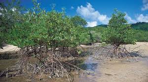 Image result for Aneulophus africanus