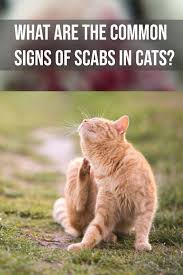 What Are The Common Signs Of Scabs In Cats In 2020 Cat Skin Problems Cat Skin Cat Allergies