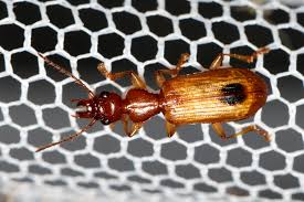 Image result for Pterygota