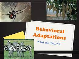 Only female black widows are dangerous. Behavioral Adaptations Ppt Download