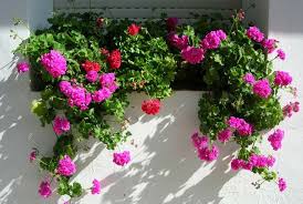3 plantas fáciles de cuidar e ideales para ese lugar. Las Mejores Plantas Colgantes Para Balcones