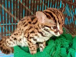 Jenis kucing hutan di dunia dan indonesia banyak. Nekat Jual Kucing Hutan Wanita Ini Terancam 5 Tahun Penjara Indozone Id