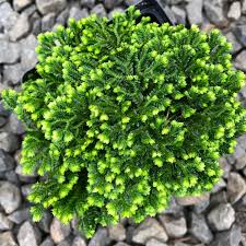 Image result for Selaginella nivea