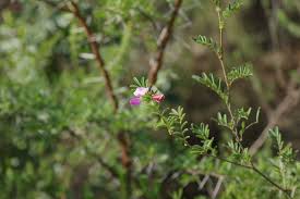 Image result for Tephrosia argyrolampra