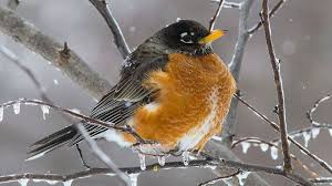 Is It Unusual To See American Robins In The Middle Of Winter American Robin Robin Ornithology