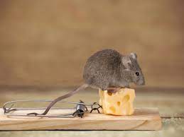 Our Neighbour Has Mice How Can We Stop Them Getting Into Our House