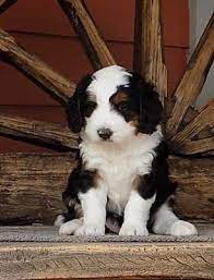 Miniature Bernedoodles For Sale Adorable Bernedoodle Puppy Puppies Cute Dogs