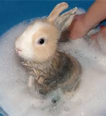 Use a teaspoon of honey to two teaspoons of warm (not hot!) water. How To Clean A Rabbit Petschoolclassroom