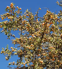 Image result for Pleurostylia africana