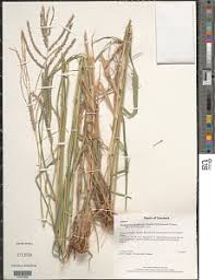 Image result for Leptochloa obtusiflora