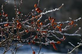 Plantes Sauvages Comestibles Cueillette D Hiver Plantes Sauvages Comestibles Plantes Comestibles Plantes Sauvages