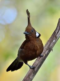 Bird With Red Head And Brown Body Pin Em Bird