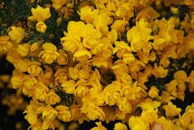 Current estimated delivery times for 4ltr container roses and container garden plants 7 to 10 working days. Ulex Flore Plena Garden Shrubs For Sale Uk Letsgoplanting Co Uk