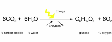 Photosynthesis Formula Google Search Photosynthesis Body Systems Math
