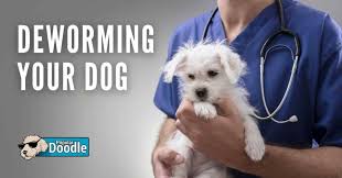 But it will depend a lot on the selected product since some maintain the preventive effect for more than four weeks. Veterinarian Answers How Long Does It Take For Worms To Leave A Dog