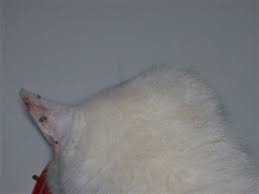 And although most cats are vulnerable, white cats are especially prone to this type of tumor. Squamous Cell Carcinoma